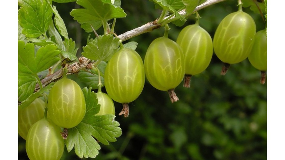 Крыжовник малахит