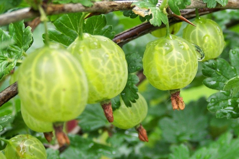 Крыжовник Хаутон