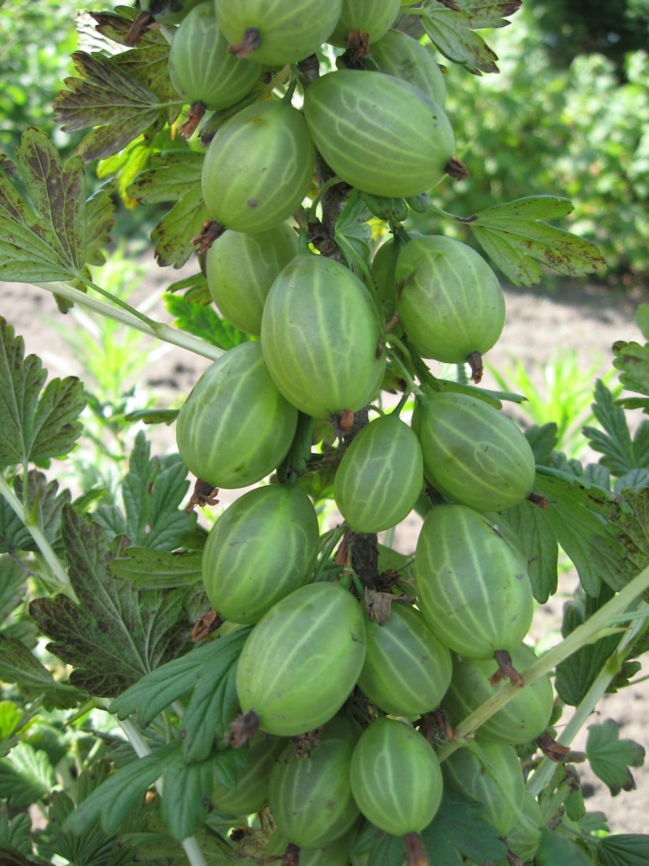 Крыжовник Куршу дзинтарс