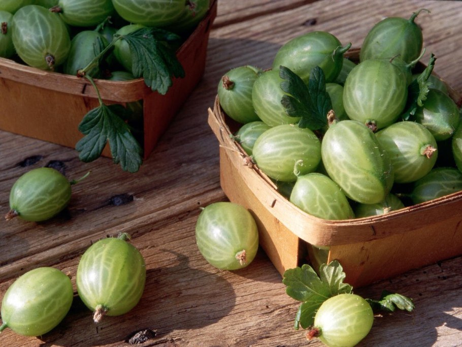 Плод крыжовника