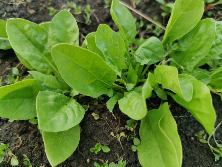 Щавель обыкновенный Rumex acetosa