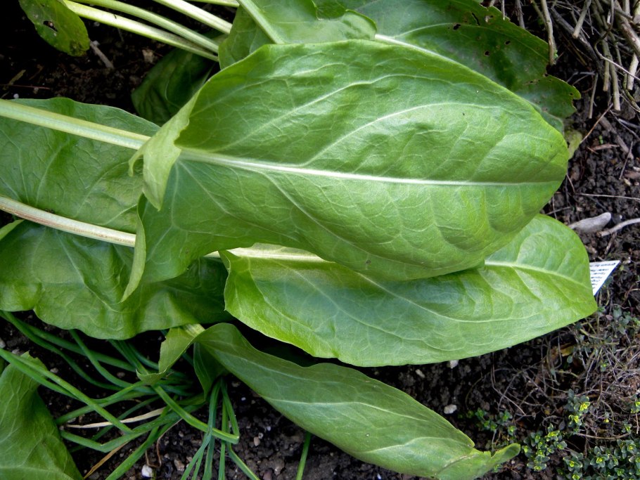 Щавель конский (Rumex confertus)