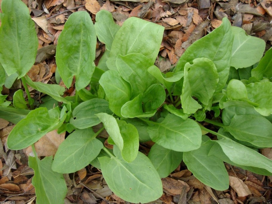 Щавель кислый Rumex acetosa