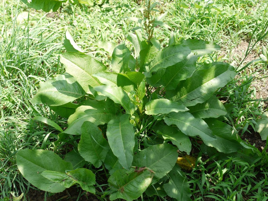 Rumex obtusifolius