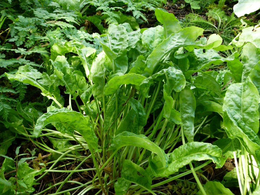 Щавель курчавый (Rumex crispus l.)