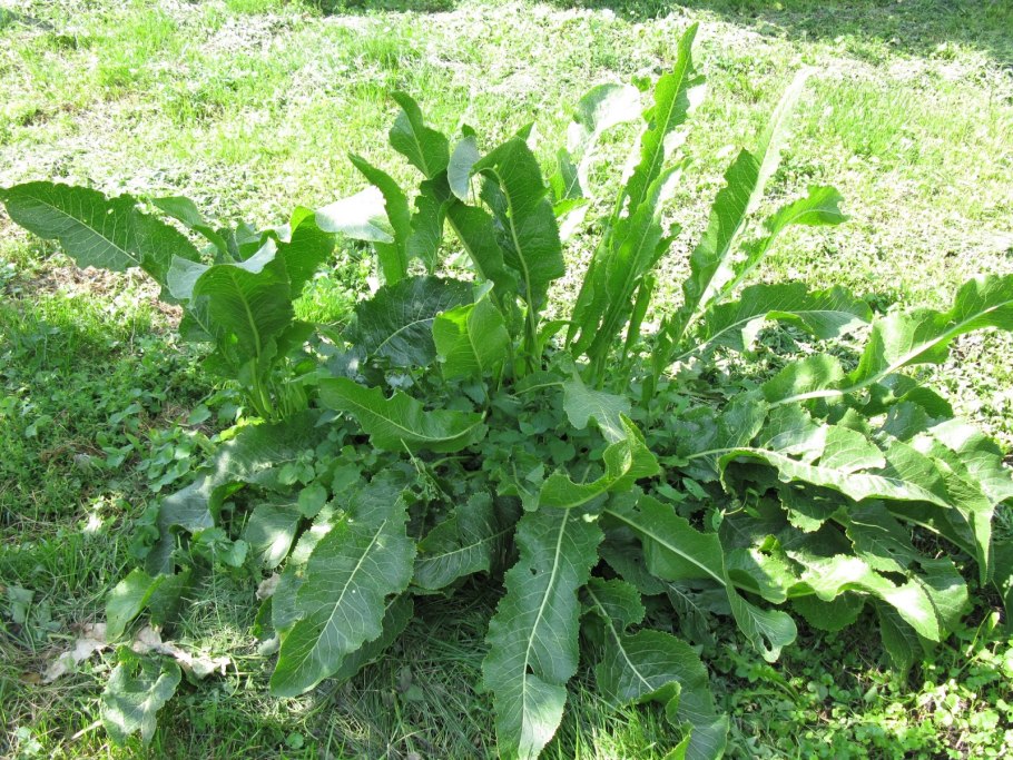 Щавель обыкновенный Rumex acetosa