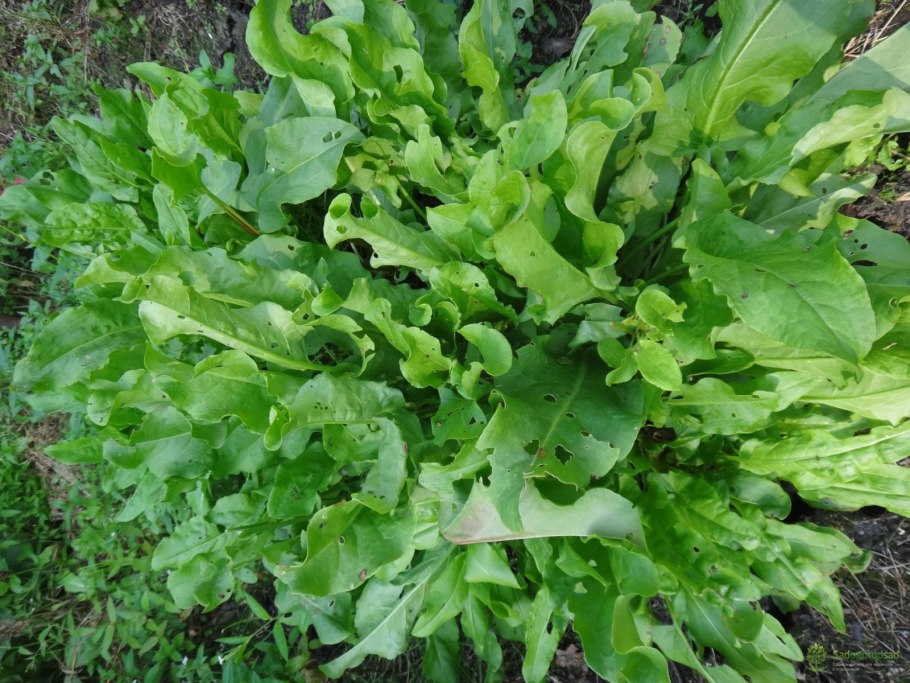 Щавель (Rumex)