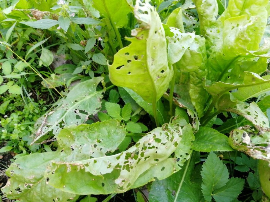 Щавель конский (Rumex confertus Willd.)