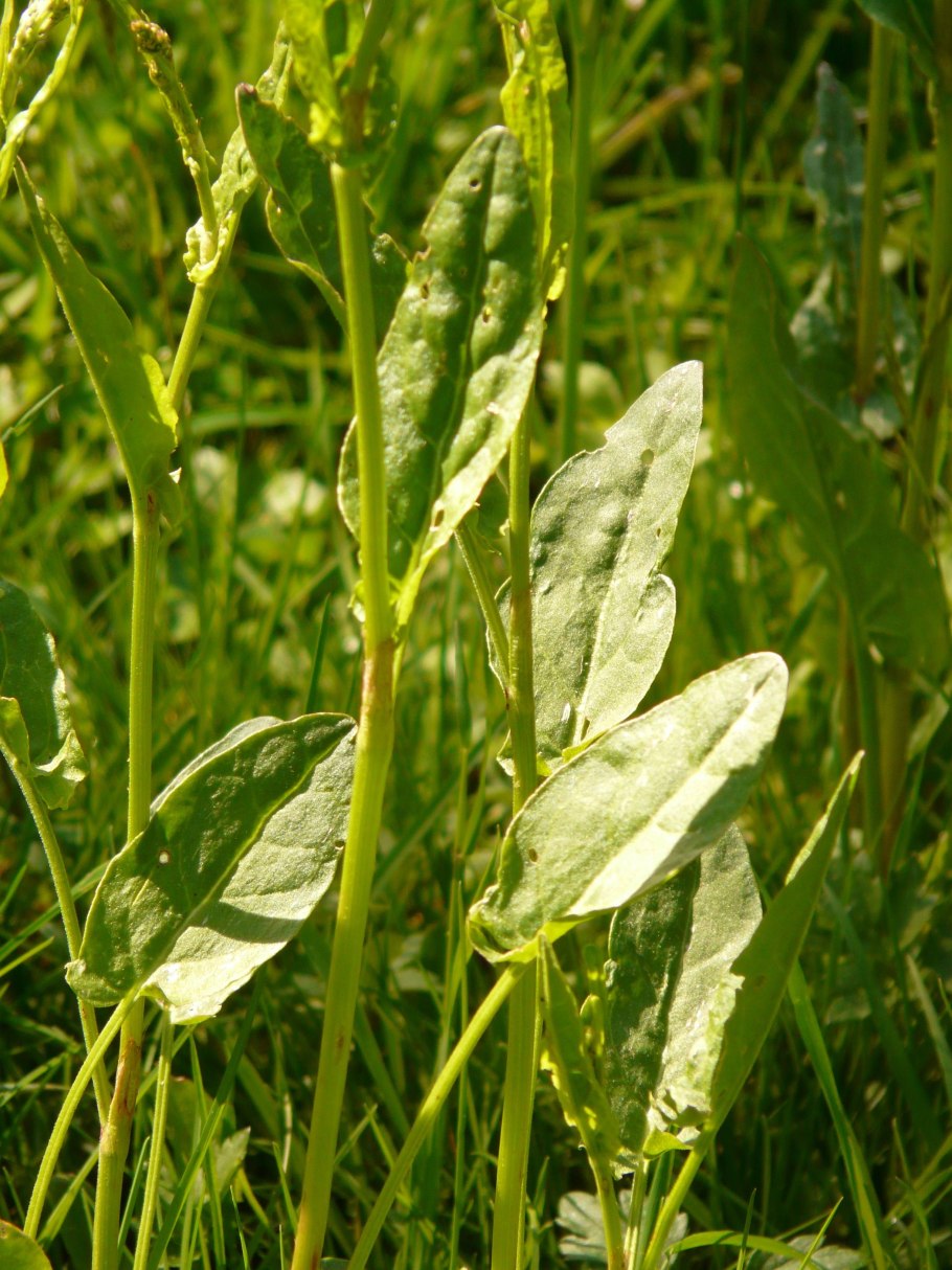 Щавель воробьиный (Rumex acetosella)