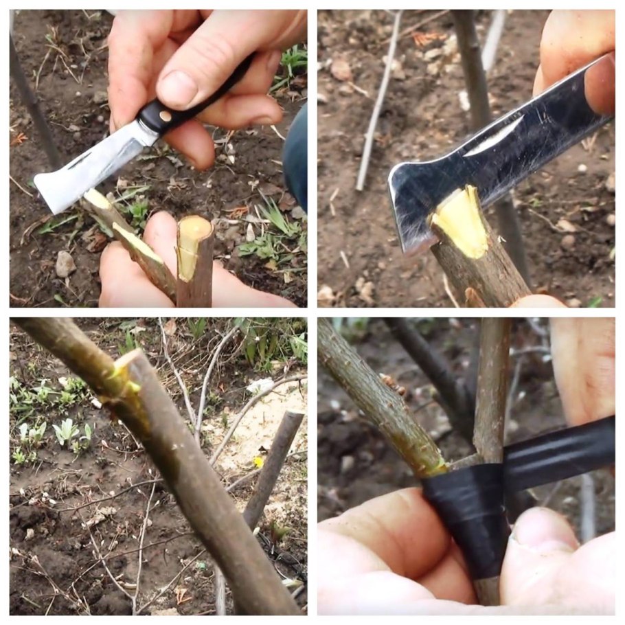 Окулировка деревьев и кустарников