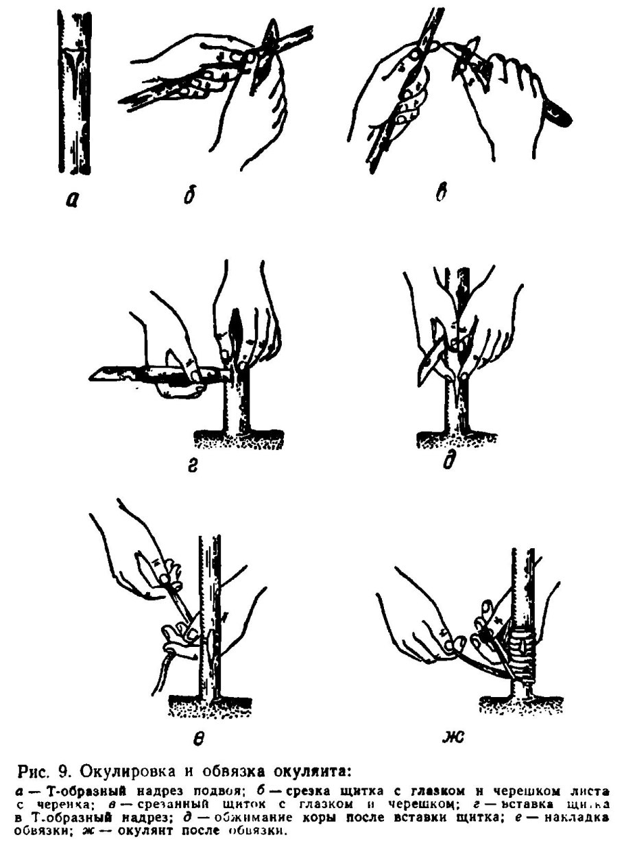 Прививка черешни окулировкой летом