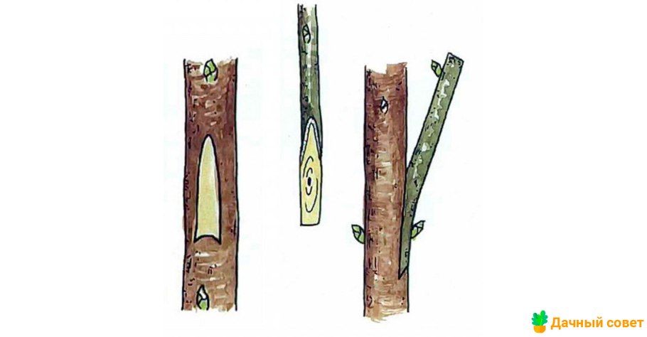 Прививка плодовых улучшенная копулировка