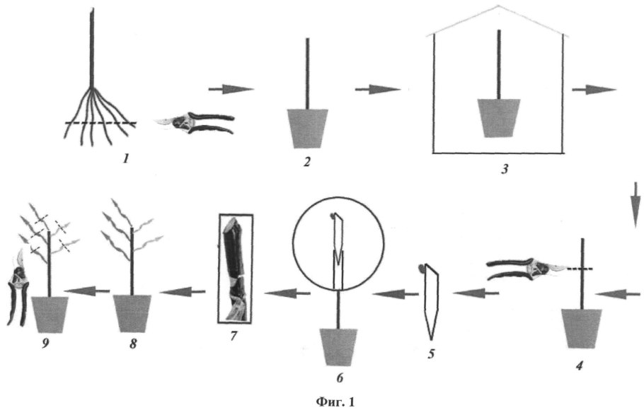 Прививка черенком вприклад