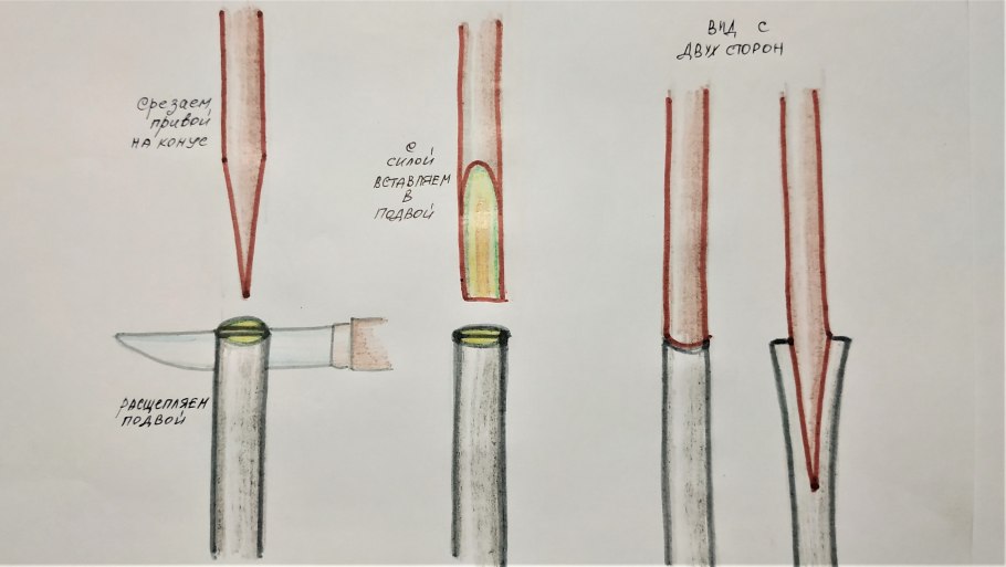 Окулировка прививка глазком
