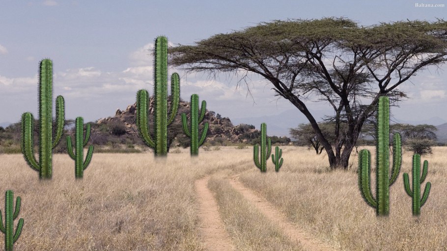 Саванна Южной Америки растут кактусы