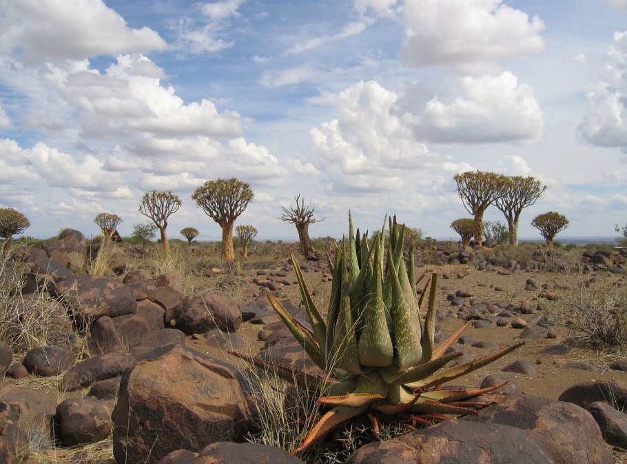 Растения пустыни алоэ