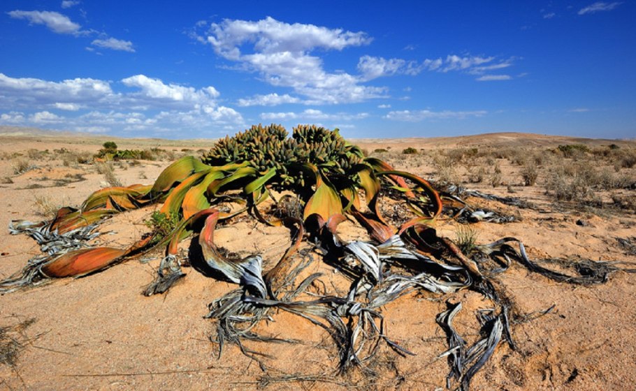 Вельвичия мирабилис Welwitschia Mirabilis