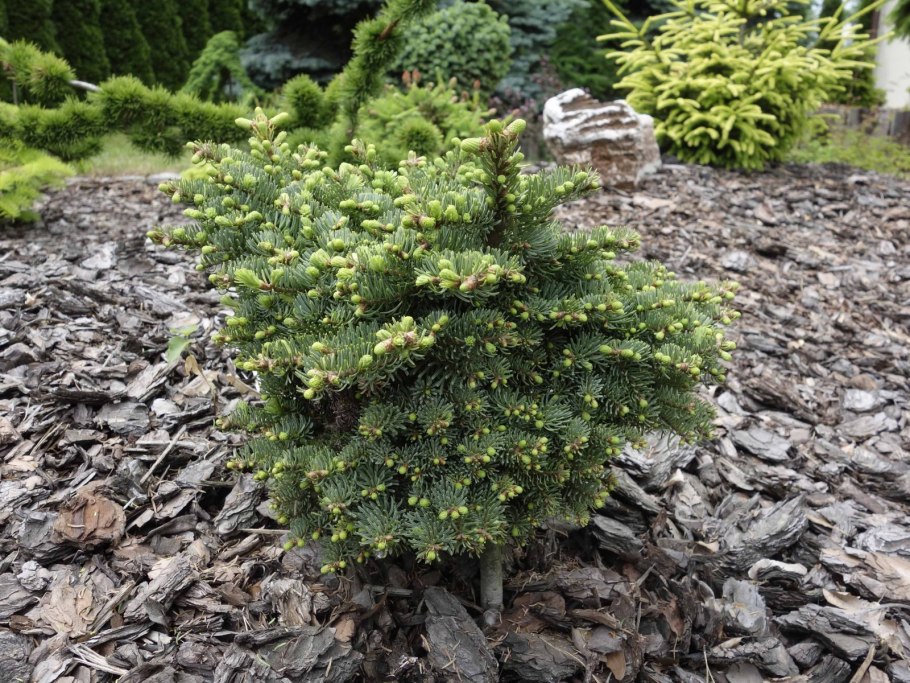 Abies Koreana Pinocchio