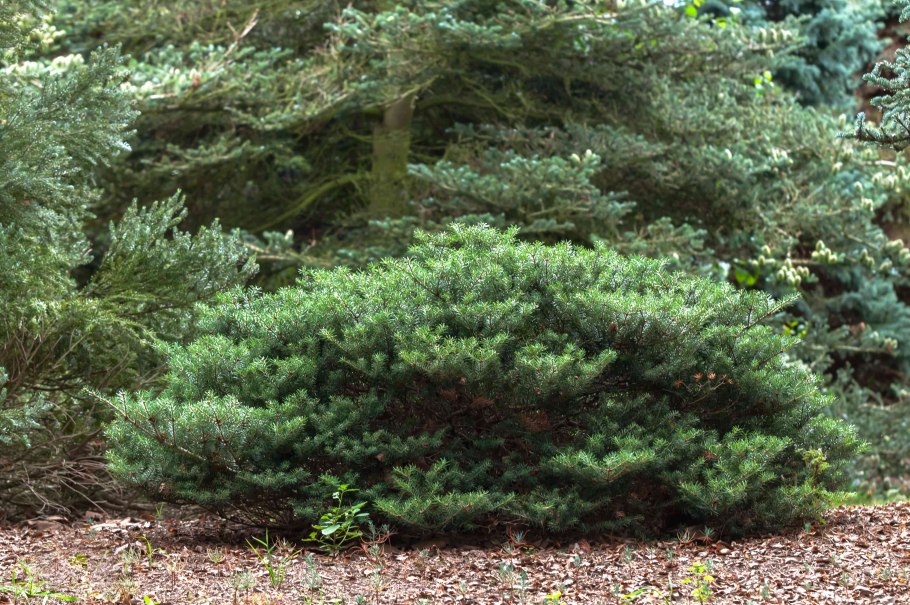 Пихта Абиес Кореана