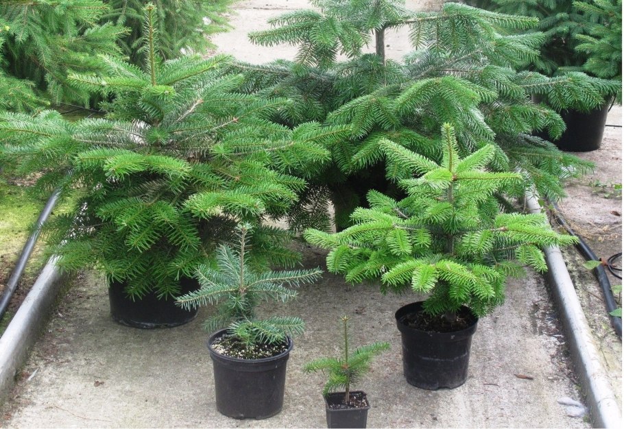 Пихта корейская Ширли