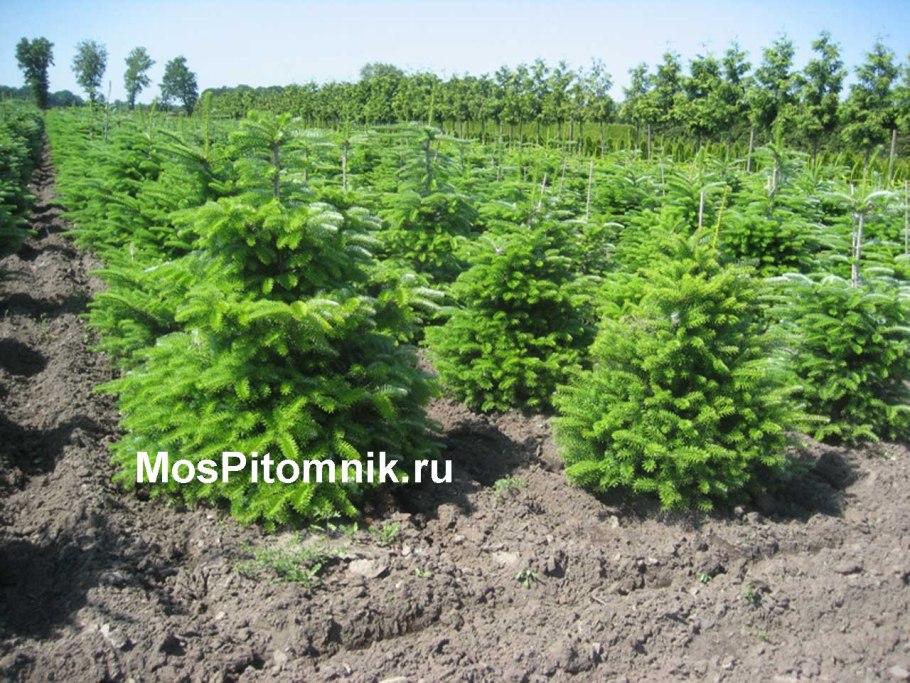 Пихта Кореана Молли