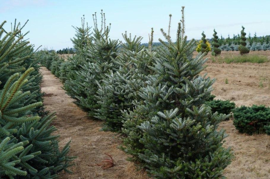 Пихта корейская Dragon Eyes