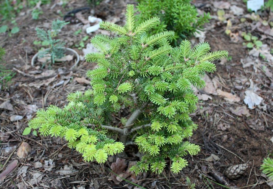 Ель Abies Koreana