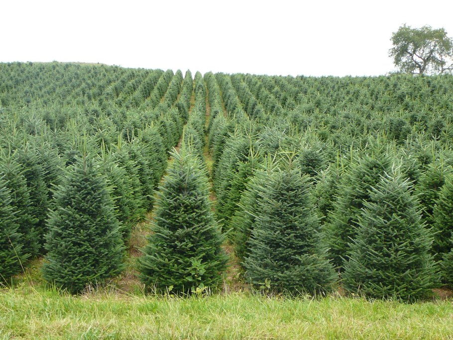 Пихта корейская Дискус