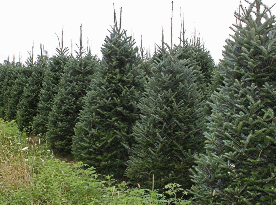 Пихта Горная compacta