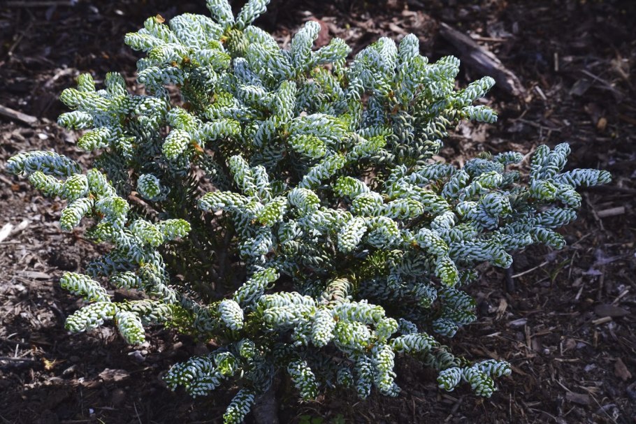 Ель, ёлка, пихта, сосна саженцы