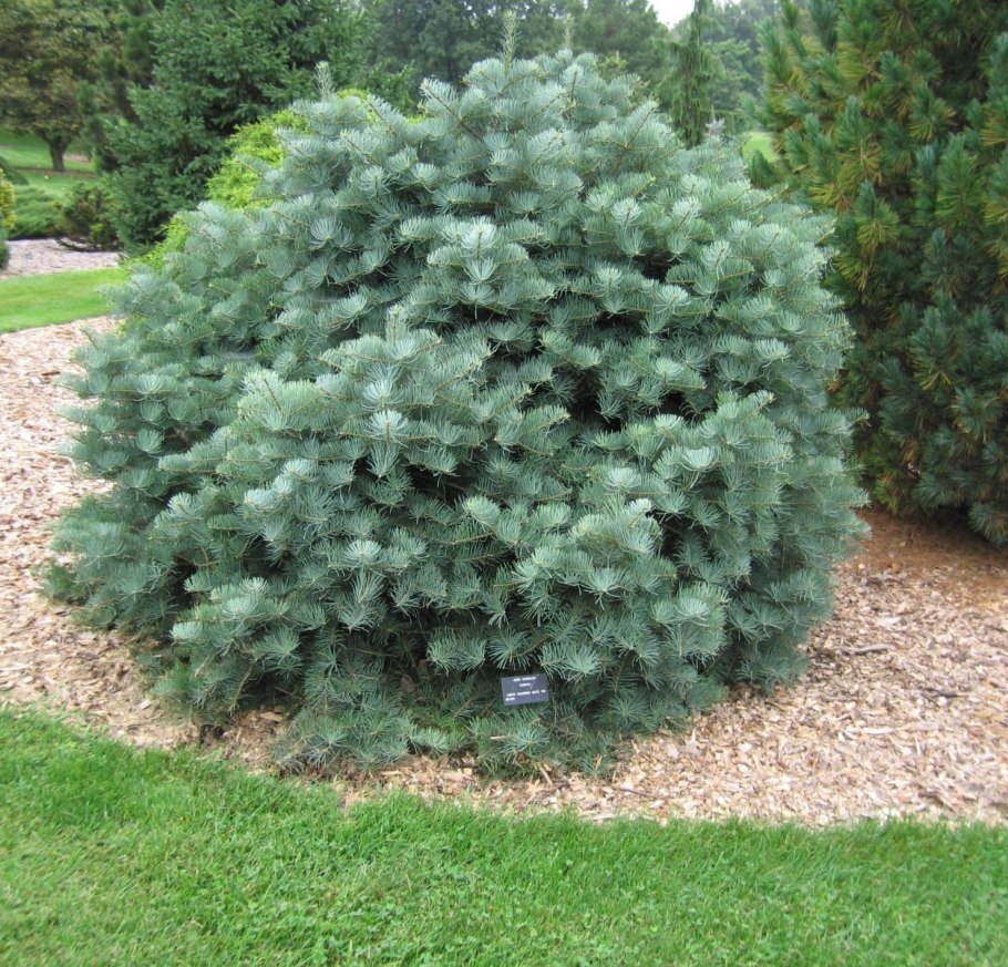 Пихта Оморика