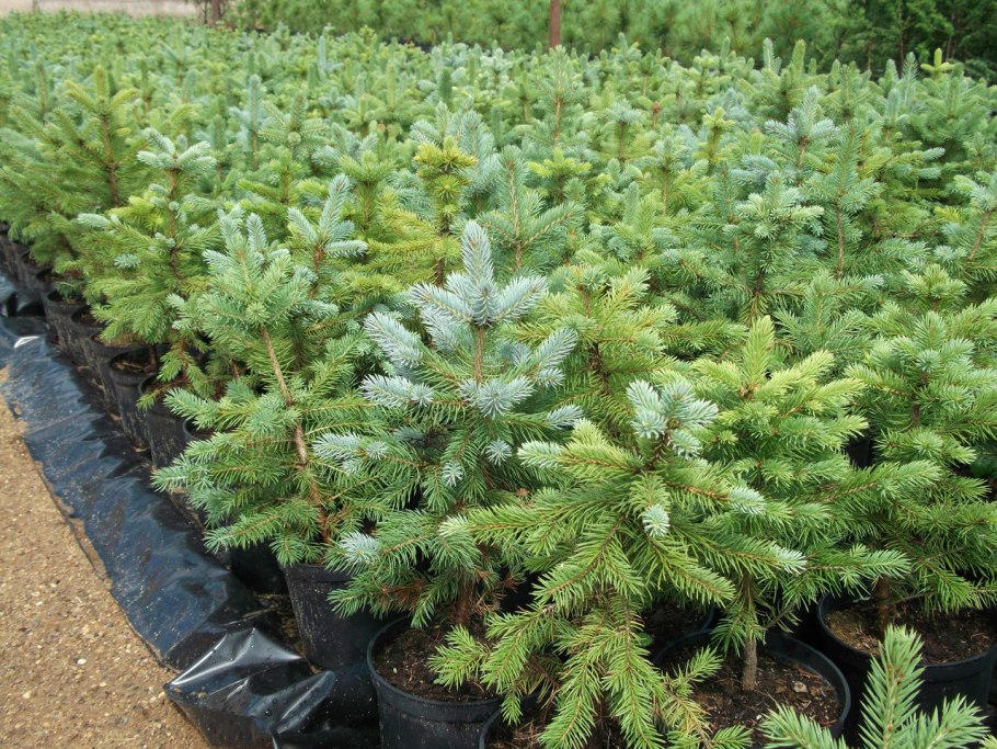 Ель Мисти Блю саженец