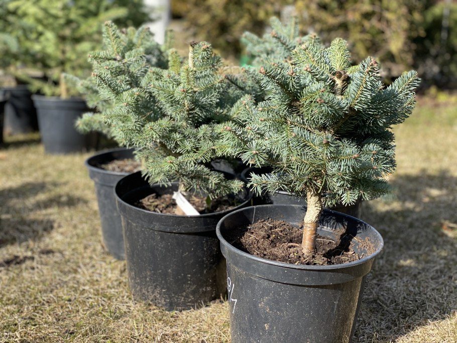 Пихта шершавоплодная корейская