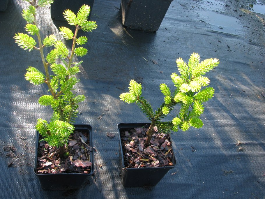 Голубая ель Глаука Аризона