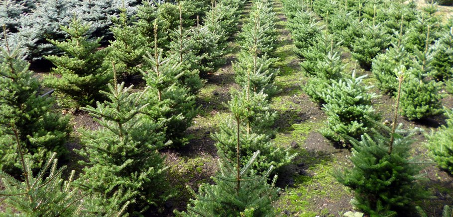 Как пересадить тую на другое место летом