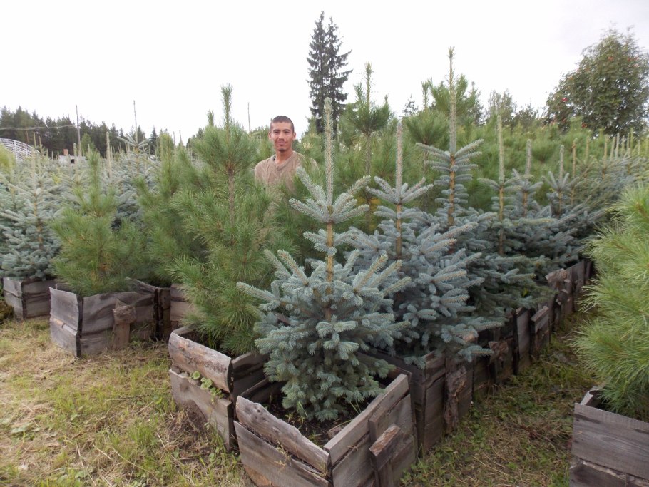 Abies Koreana Brilliant