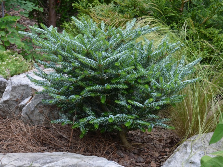 Пихты сорта во Дворце Массандре