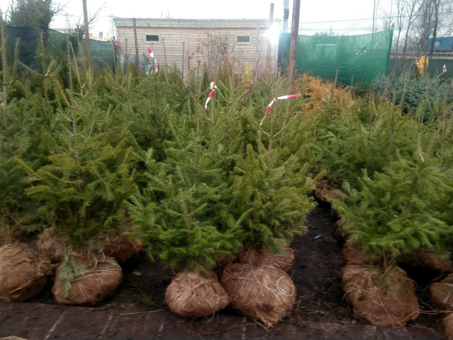 Пихта корейская можжевельник