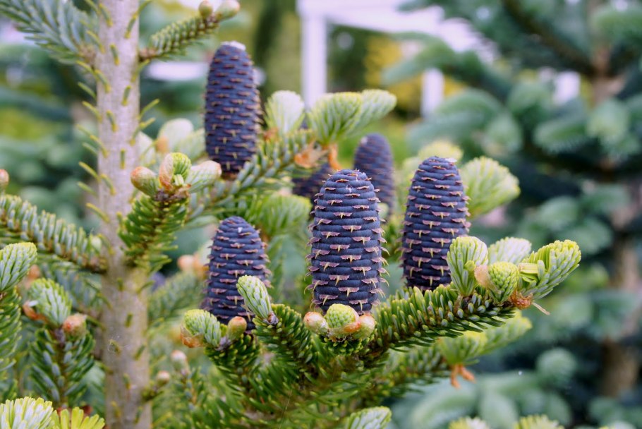 Пихта корейская &#96;Молли&#96; Abies Koreana &#96;Moll&#96;
