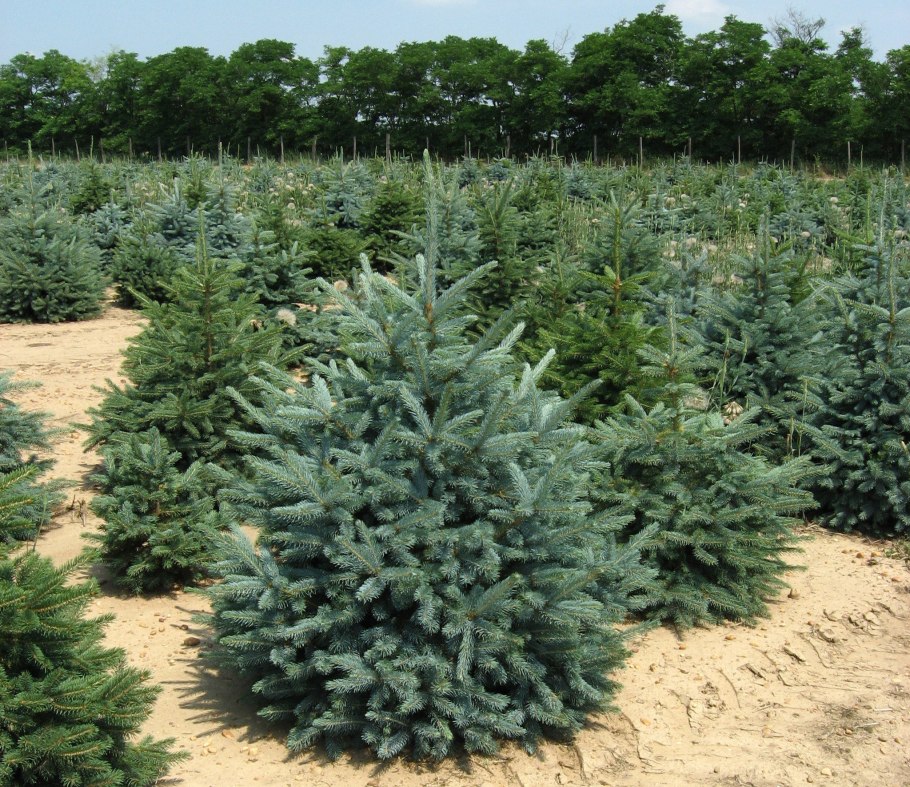 Посадка пихты на участке