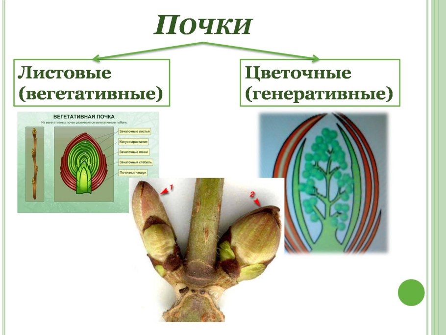 Кочанная капуста строение