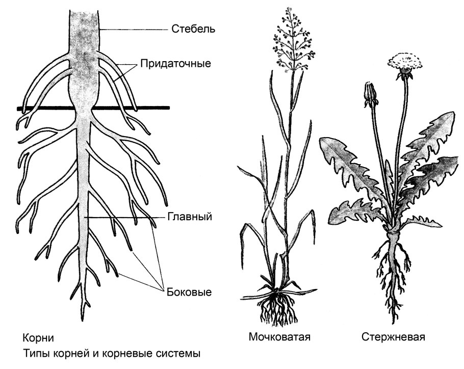 Генеративные органы размножения