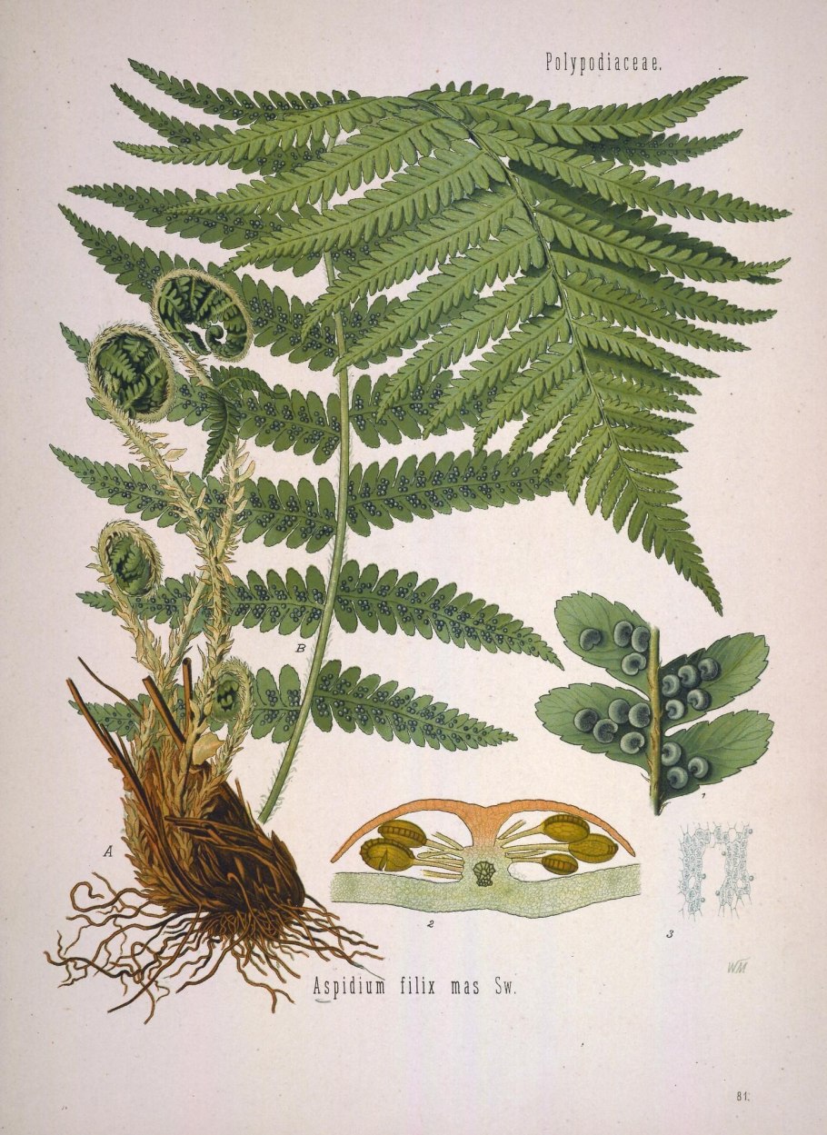 Цикл развития папоротника щитовника мужского