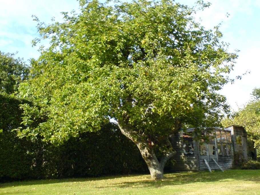 Садовые деревья без яблок