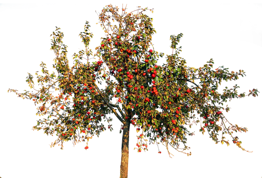 Яблоня без фона