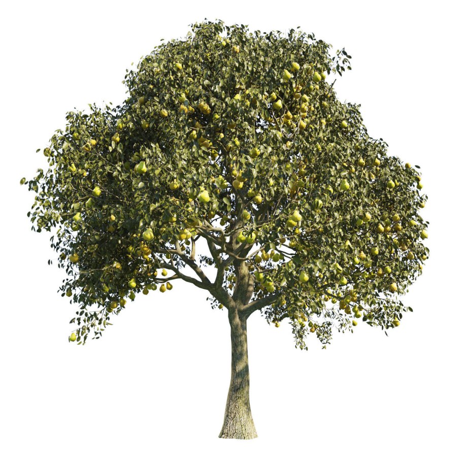 Груша дерево