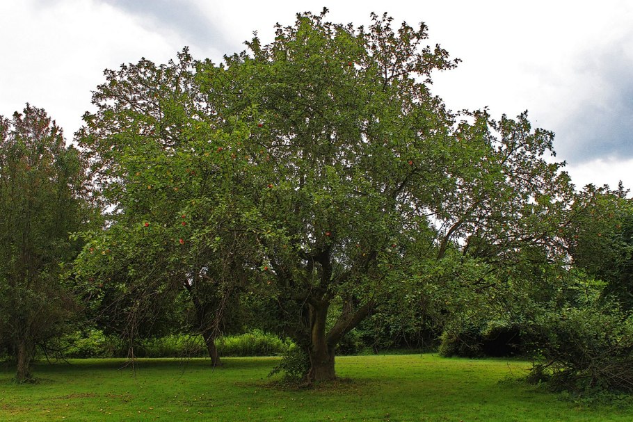 Яблоня дерево осенью