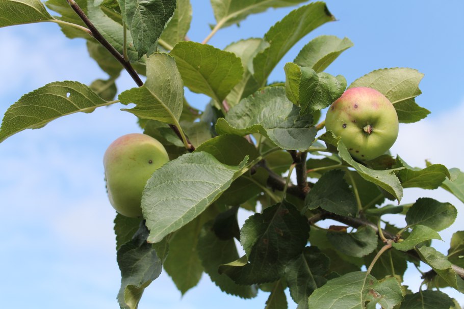 Верхняя Яблонька