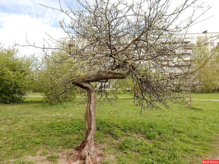 Корявая яблоня
