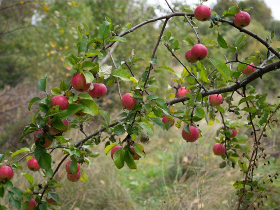 Apple Tree without Apples